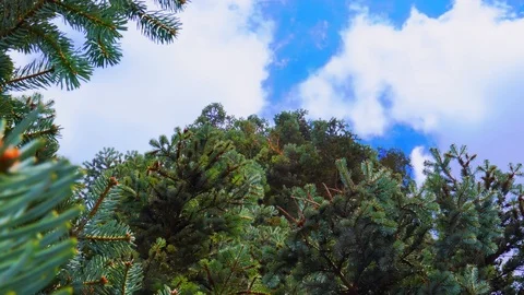 Above the trees Stock Footage 88011127