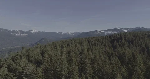 Above the Trees Stock Footage 88606811