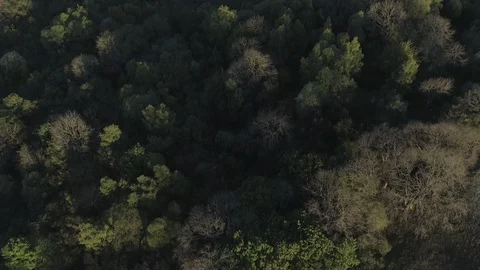 Above the trees Stock Footage 113967291