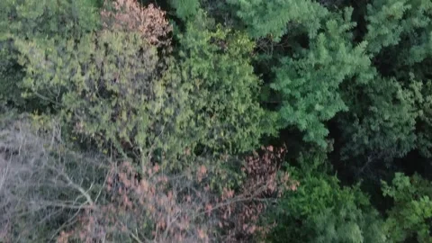 Above Trees Stock Footage 159439848