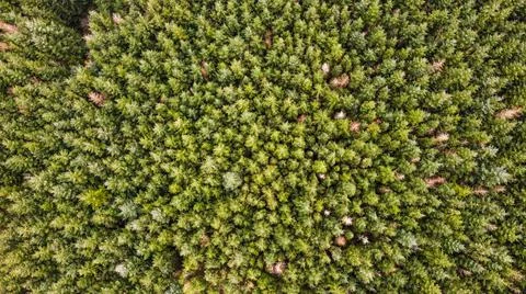 Above the Trees Stock Photos