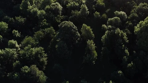 Above the treetops Stock Footage 85700354