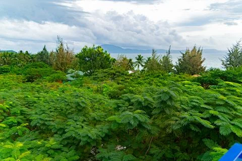 Above the treetops. Stock-Fotos