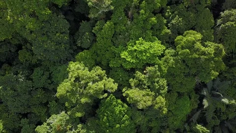Above tropical forest of Samui island Stock Footage