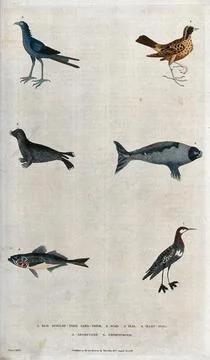 Above, two birds, a two seals; below, a scad and a Sand-piper. Coloured etc.. Ilustração Stock