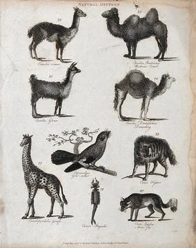 Above, two camels, a llama and and a dromedary; below, a giraffe, a goatsuc.. Stock Illustration