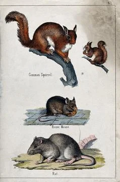 Above, two common squirrels sitting on a branch of a tree; middle, a house .. Illustrazione stock