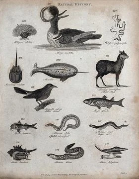 Above, two reef building corals (millepora), a diving bird, a narwhal (mono.. Stock Illustration