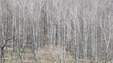 Above view of bare birch grove in forest in spring Stock Footage 106775204