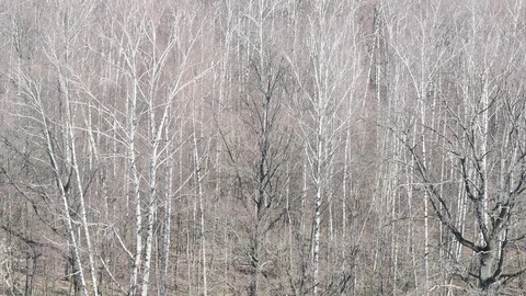 Above view of bare black oak tree in birch forest in spring Stock Footage 106775199