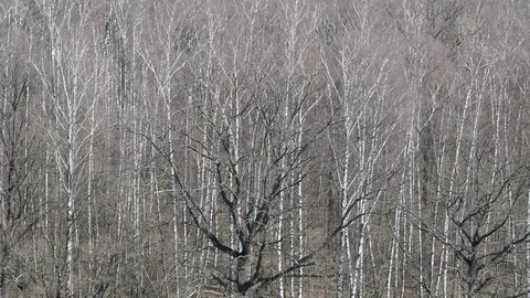 Above view of bare oak and birch trees in forest in spring Stock Footage 106774471