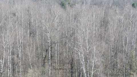 Above view of bare trees in forest  in sunny spring day Stock Footage 106775095