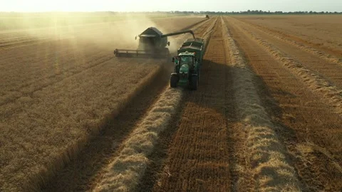 Above view on combine transferring freshly harvested cereal into trailer Video stock 224727987