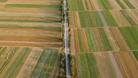 Above view of cultivated green fields and agricultural parcels with gold 스톡 동영상 238703952