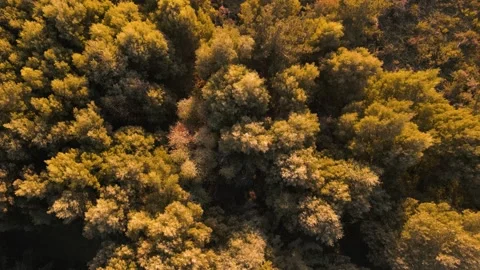 Above View Of Deciduous Woods On The Forest Hike Stock Footage 293683591