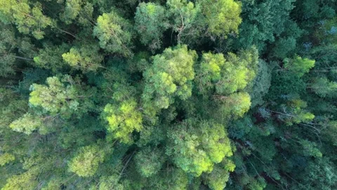 Above View Of Dense Thicket Of Reservoir Vidéo 291527151