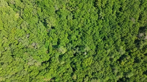 Above View Of Evergreen Dense Thicket Over The Mountains Stock Footage 285759108