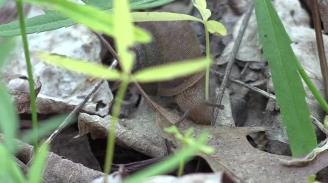 Above view of forest snail eating plant life Video stock 58957555