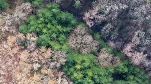 Above View Of Forest Trees During Winter Vidéo 296238486