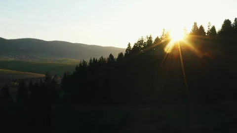 Above view of impressive green pine forest during sunset. Stock Footage 242988653