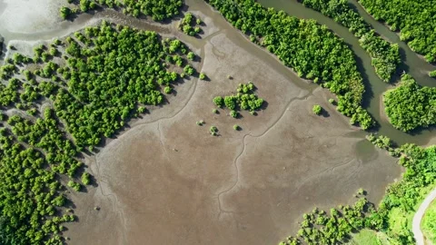 Above View Of Mangrove Trees At Batalay Mangrove Eco Park In Bato, Catanduanes Stock Footage 310330071