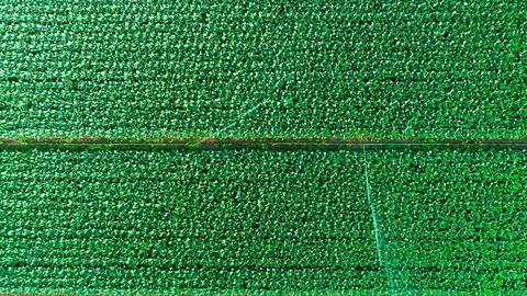 Above View of Rows of Green Field being Watered Видео 120693739