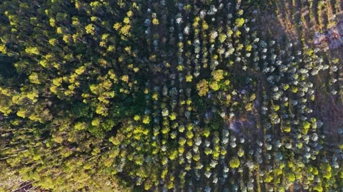 Above View From Sopenas Viewpoint With Dense Trees Covering A River Valley Stock Footage 343730282