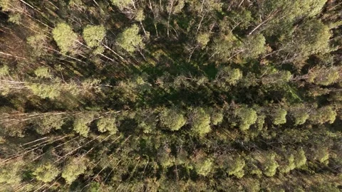 Above View Of Spruce Trees In The Forest Vídeos de archivo 298922124