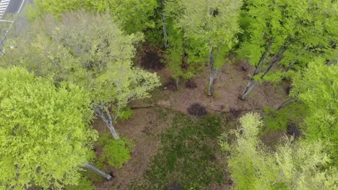Above View Of The Trees  in Spring Forrest Stock-Footage 159913862