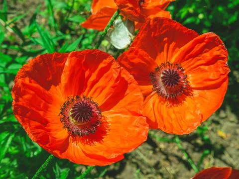 The above view of two beutiful red poppy flowers in the grass,summer backgrou Stock Photos