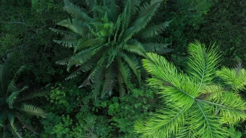 Above view of two large palm trees with a bright green and dark green coloration Stock Footage 142760953