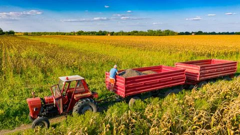 Above view on worker as looking freshly harvested sunflower Stock Photos