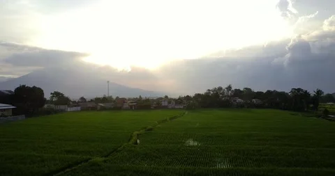 Above with views of rice fields at sunset 動画素材 273221805