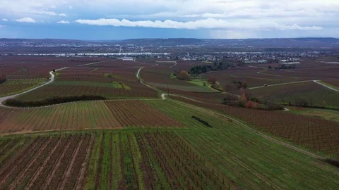 Above the Vineyards Stockbeeldmateriaal 99251467
