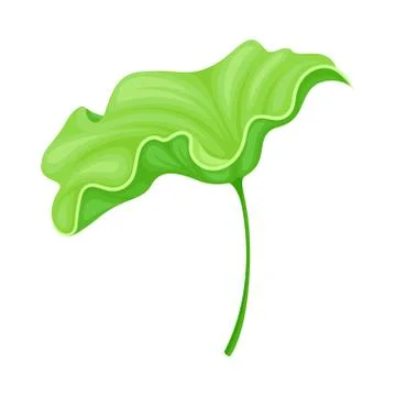 Above Water Lotus Leaf with Stem Isolated on White Background Vector Stock Illustration