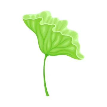 Above Water Lotus Leaf with Stem Isolated on White Background Vector Illustrazione stock