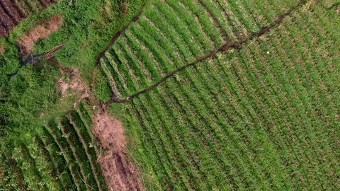 Above west Cameroon crops Stock Footage 80874067