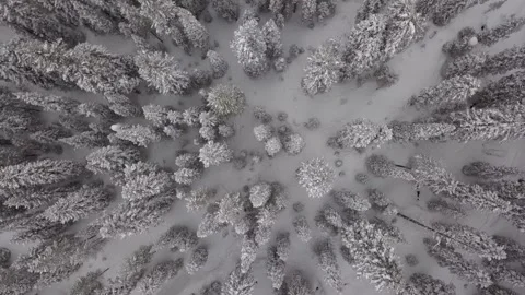 Above winter pine forest 動画素材 166103582