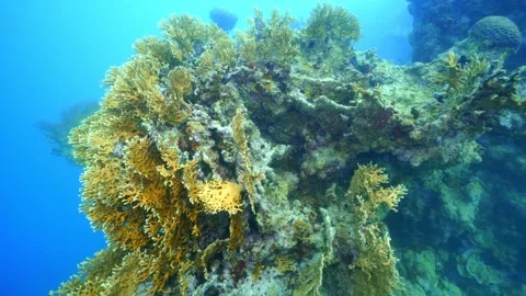 Abrolhos reef01 Video stock 130592564