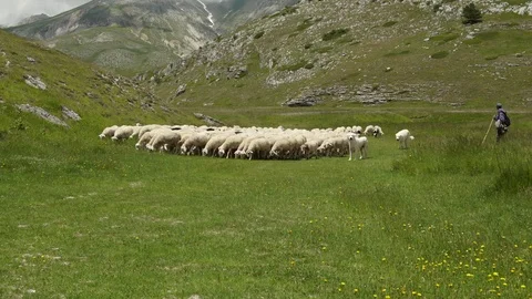 Abruzzo, Ital, 2017 - Flock of sheep with a shepherd in mountains 스톡 동영상 78711091