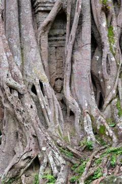 Absara Cover by the Ancient tree Stock Photos