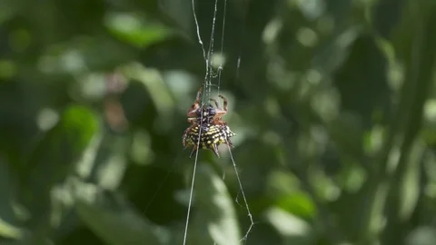 Abseiling Jewell Spider Stock Footage 85394208