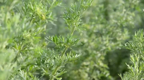 Absinthe (Artemisia absinthium) Stock Footage 14830751