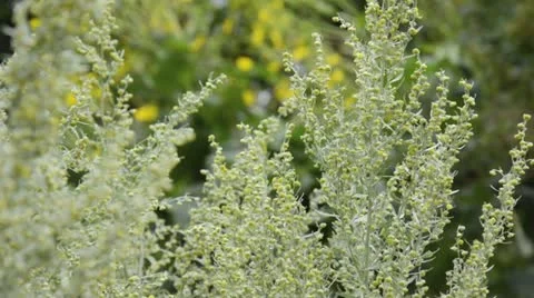 Absinthe (Artemisia absinthium) Stock Footage 15215087