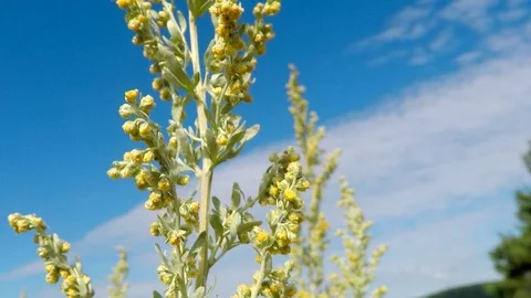 Absinthe, herb with flower Stock Footage 93663609
