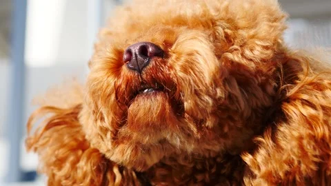 An absolutely adorable Poodle happily enjoying the warm sun on a lovely day Stock Footage 307852553