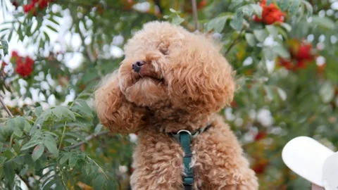 An absolutely adorable Poodle happily surrounded by the splendor of natures Stock Footage 319075680