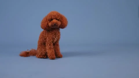 An absolutely adorable poodle is sitting gracefully against a beautiful blue Stock Footage 305544323