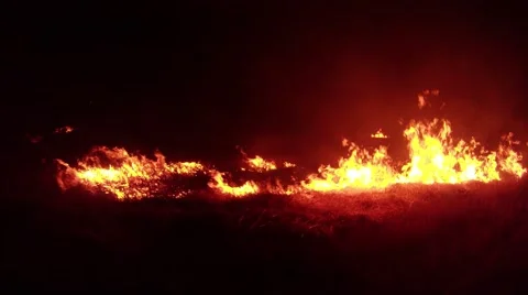 Absorbing Dry Grass Fire Blown by Air Currents on the Field in Darkness Stock Footage 66075191