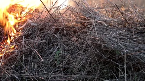 Absorption by the flame of dry straw Stock Footage 89415848